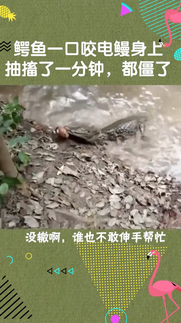 #娱乐#鳄鱼一口咬电鳗身上,抽搐一分钟之后,全身都僵硬了