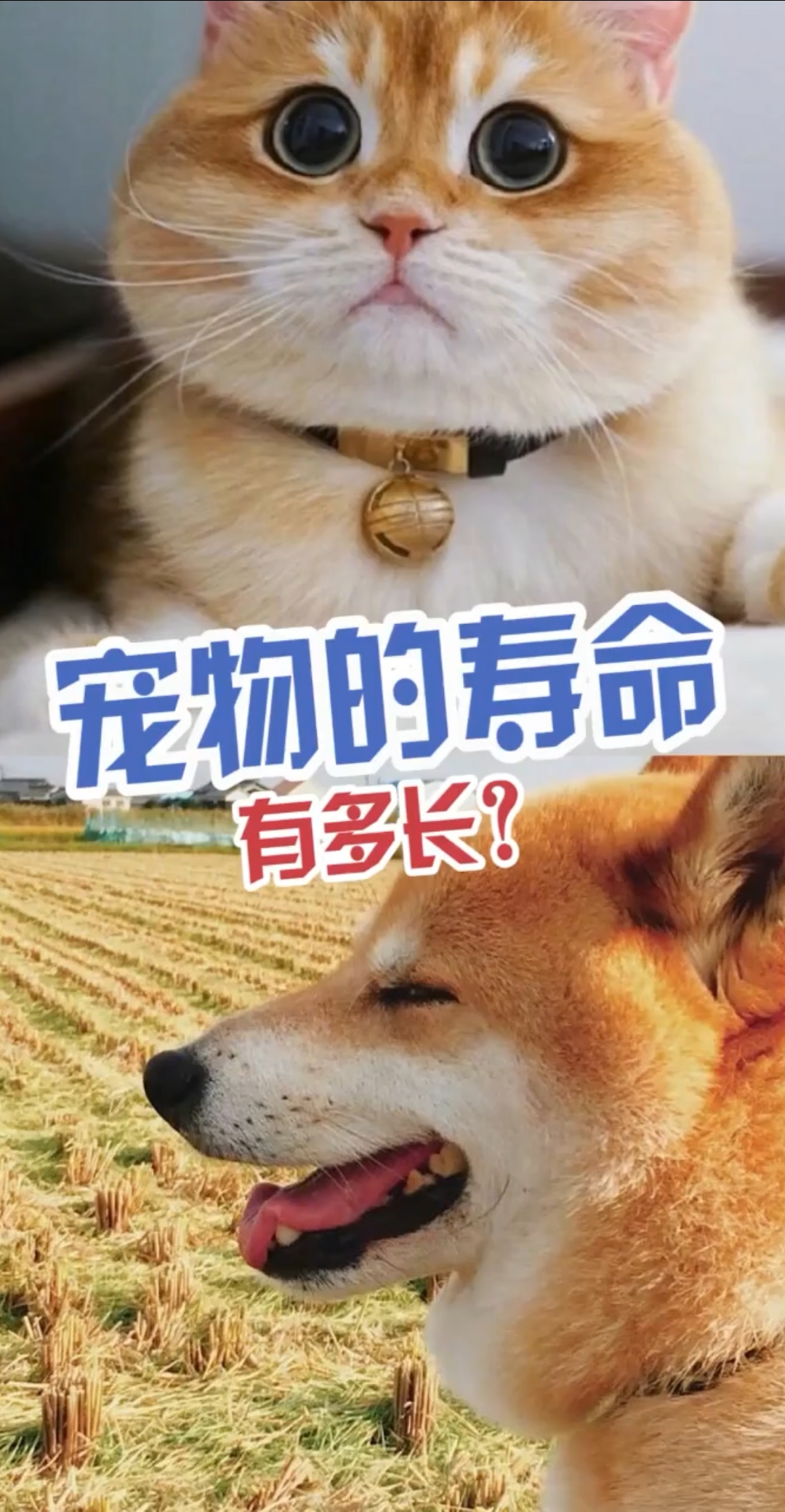 #立个新年flag#你们知道了吗?