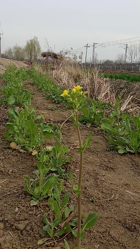 野外搭个草棚子是护菜的吗