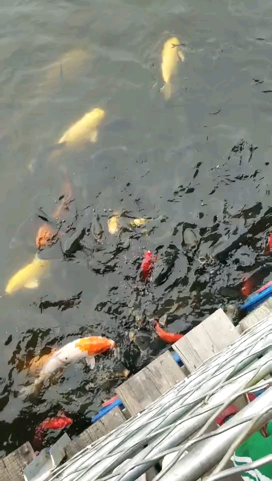 五彩漂亮的鱼,就是最后那个瓶子的人好讨厌