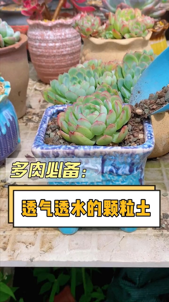 多肉植物怎么种才好呢?这个视频告诉你们#多肉 #多肉植物 #多肉养护