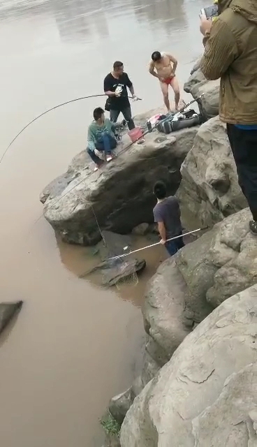 嘉陵江千年野生团鱼终于修成正果3