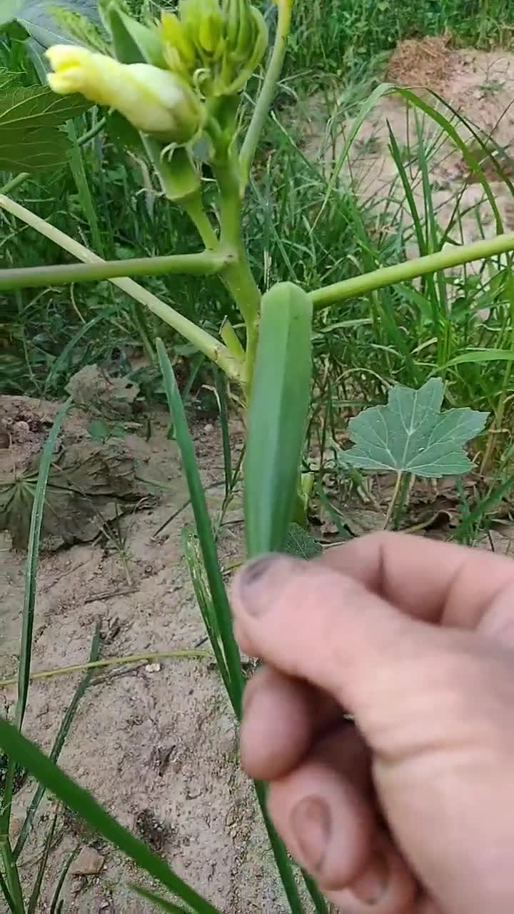常见蔬菜应该认识吧营养价值挺高