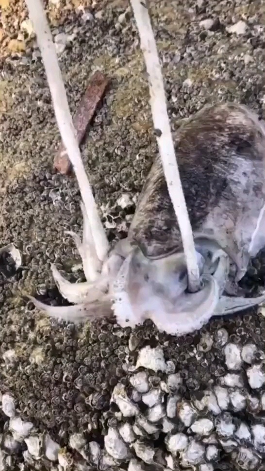 解剖鱿鱼