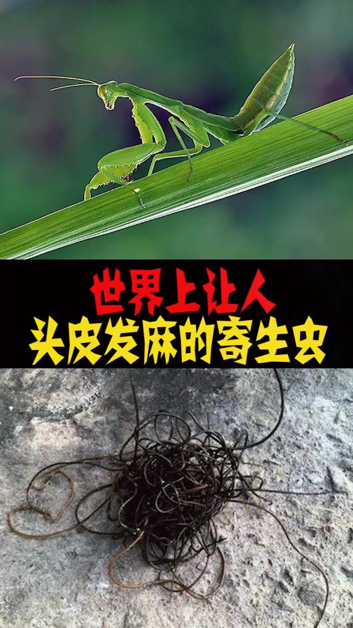 世界上最恐怖的寄生虫,操控身体让人头皮发麻