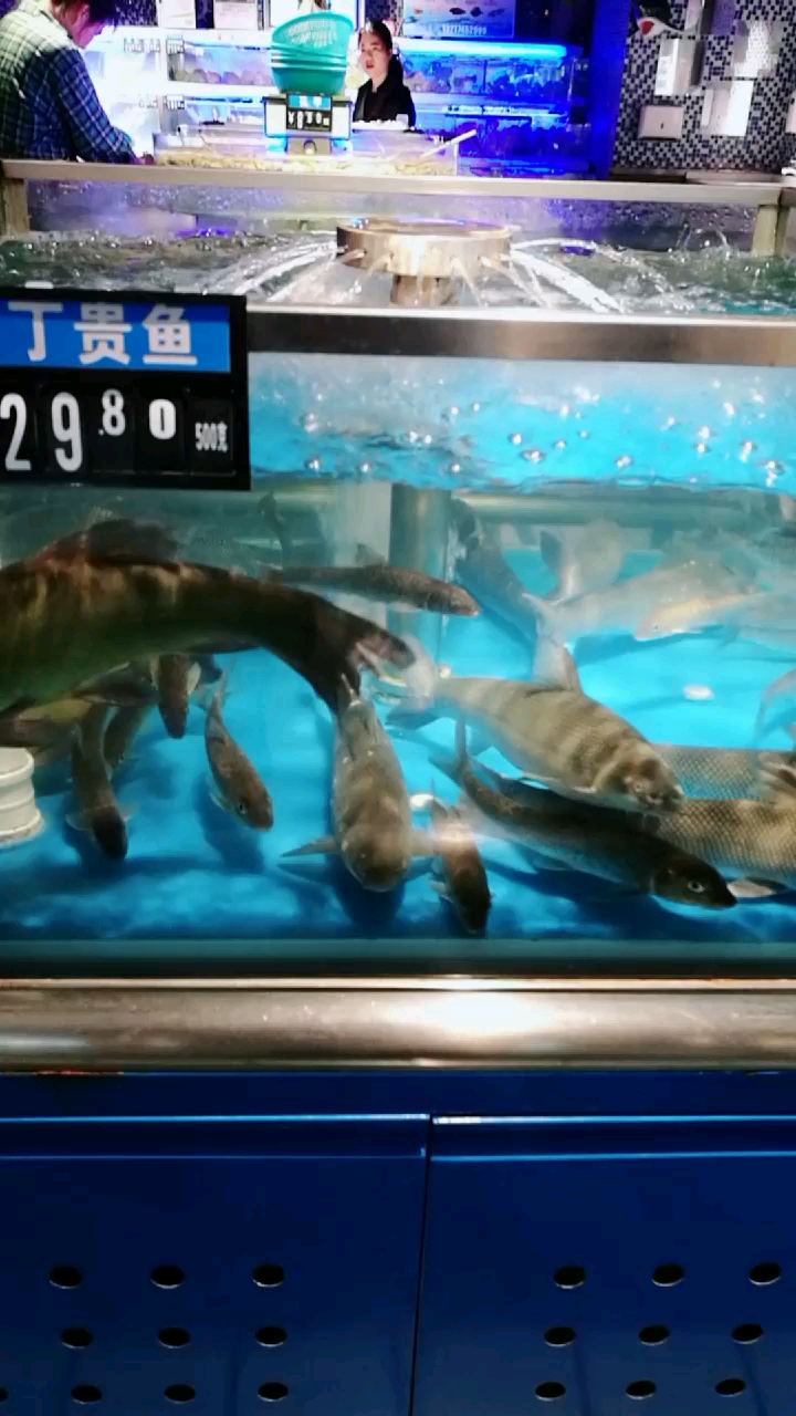 丁贵鱼