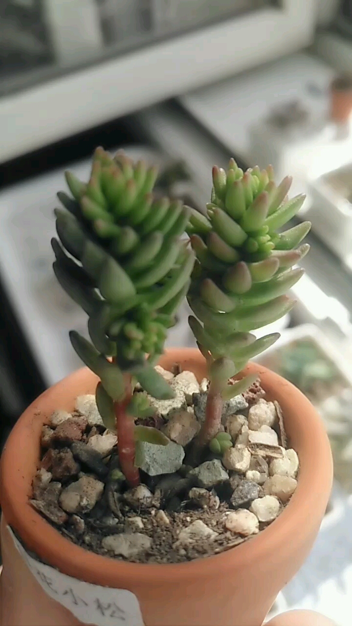 4-15新栽的白花小松