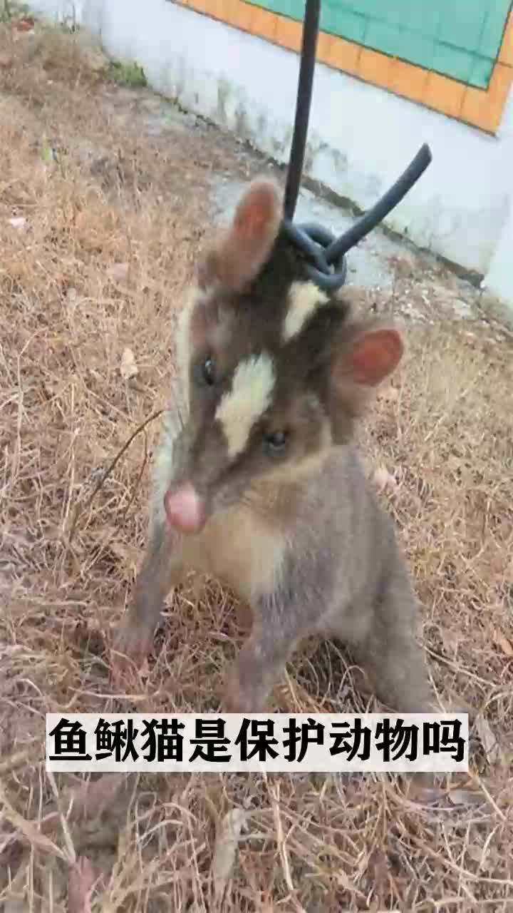 鱼鳅猫是保护动物吗