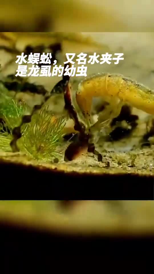 动物世界我看着像皮皮虾,起锅烧油