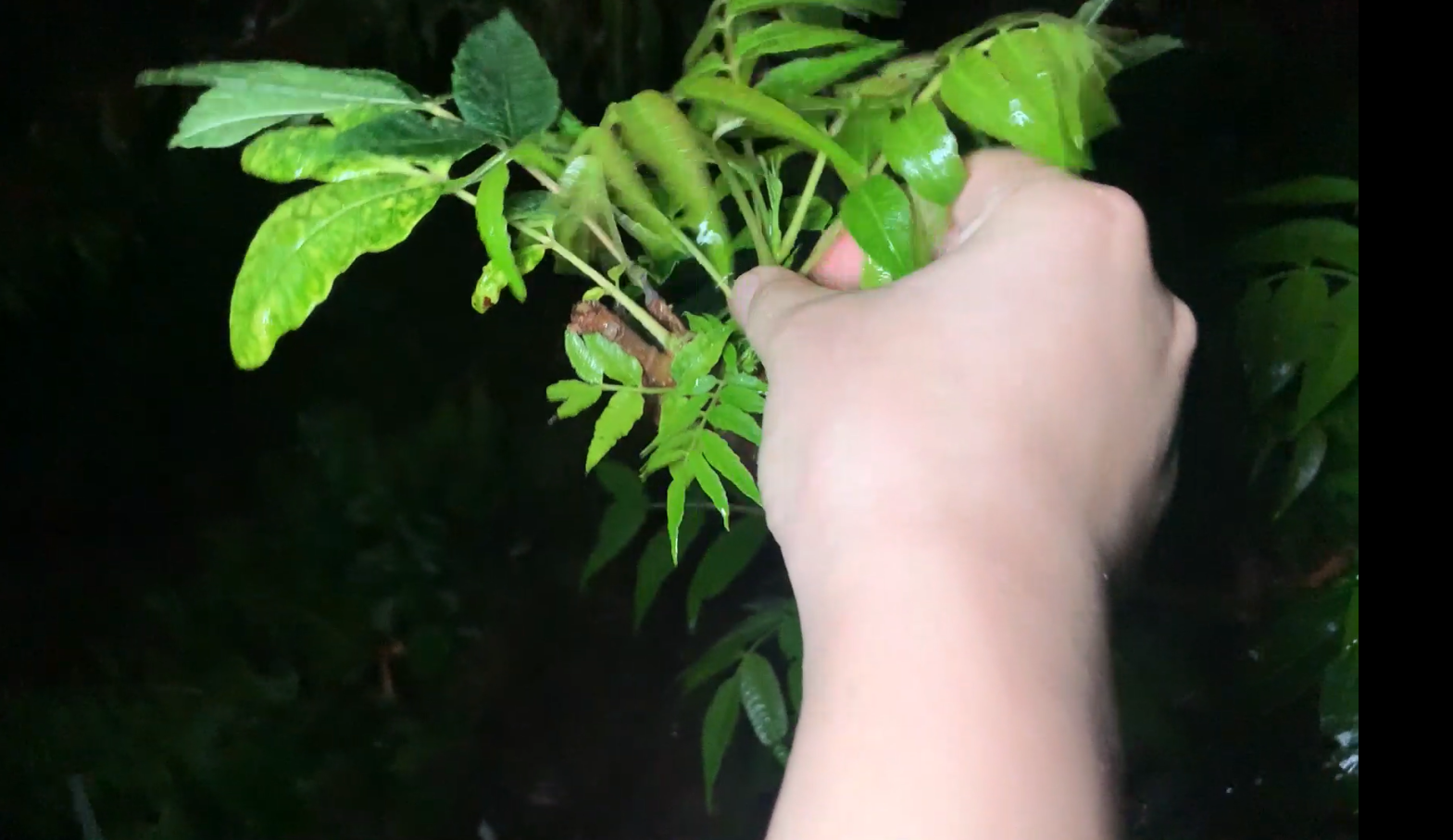 【北漂Vlog】七月初,天黑雨后出来摘香椿,想念这味道