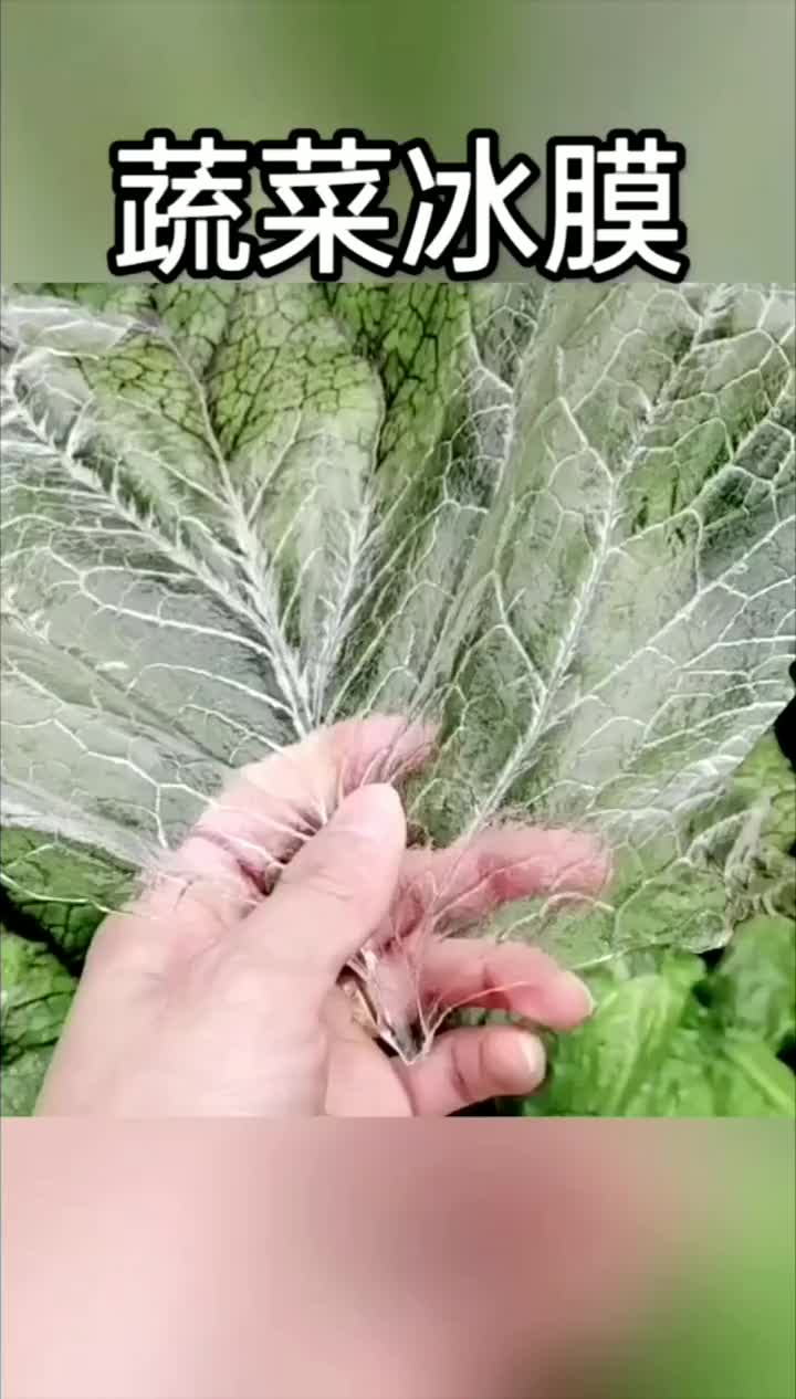 大自然太有创意啦,蔬菜冰膜。自说配音关注我每天逗你开心