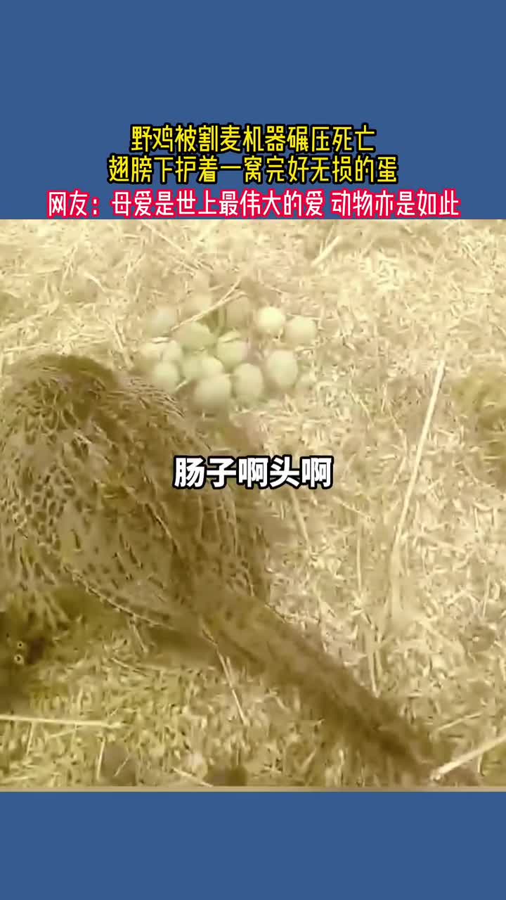 野鸡被割麦机器碾压死亡,翅膀下护着一窝完好无损的蛋