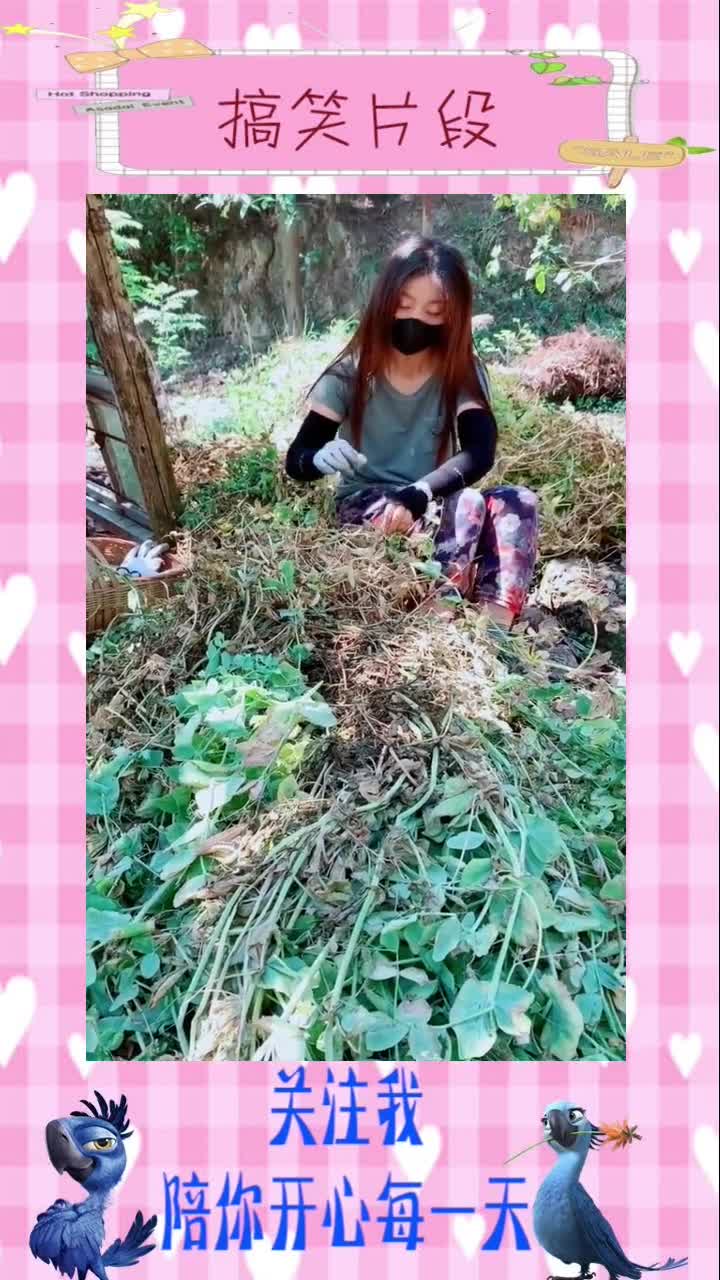 换上老妈的衣裤坐在树荫下摘豌豆边讨论着要哪一只母鸡旁边鸡窝的的公鸡喔喔叫个不停,搞笑视频