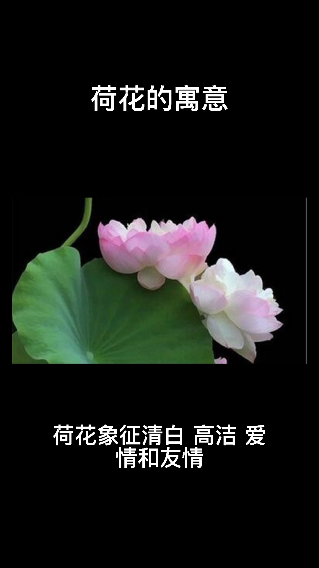 荷花的寓意   