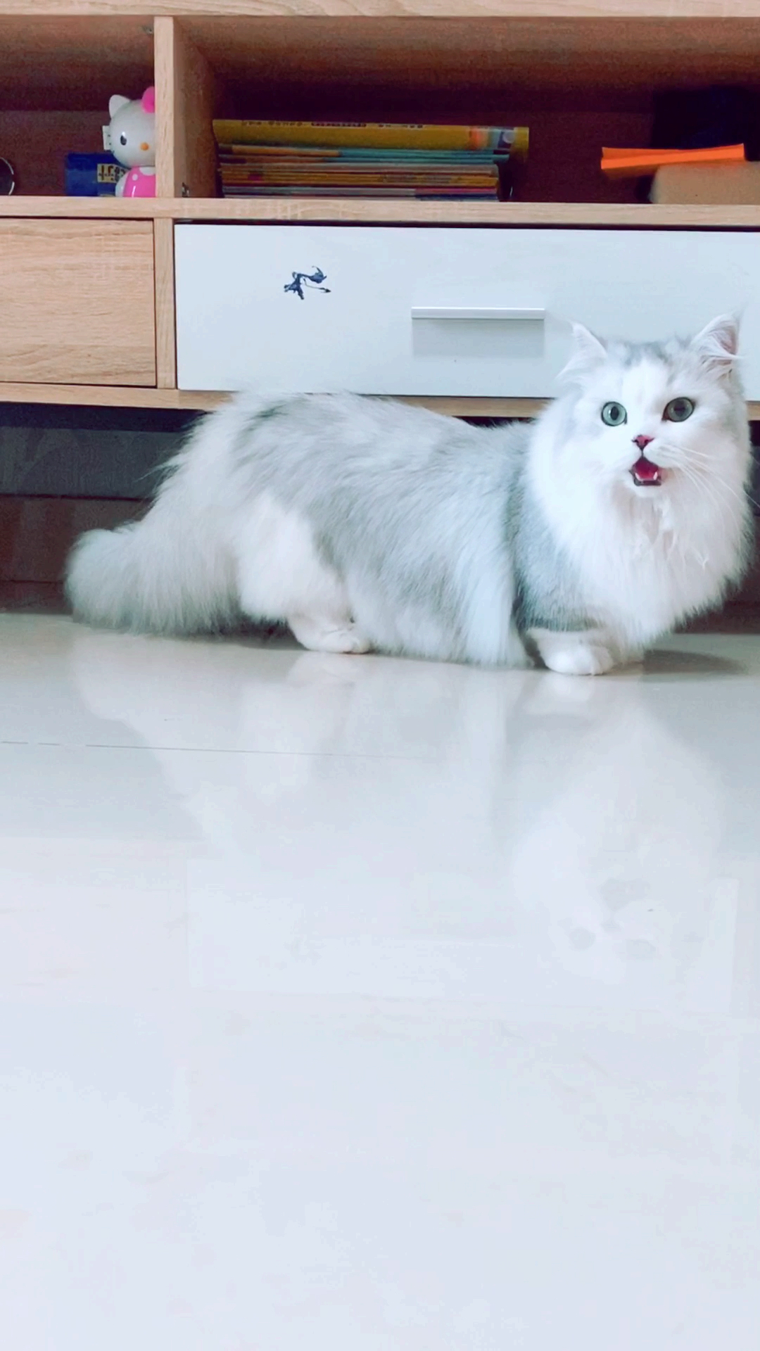 #拿破仑猫#最美拿破仑猫,给形体打分的话,你会给几分吖?