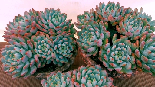 #多肉植物蓝精灵#因为爱多肉…