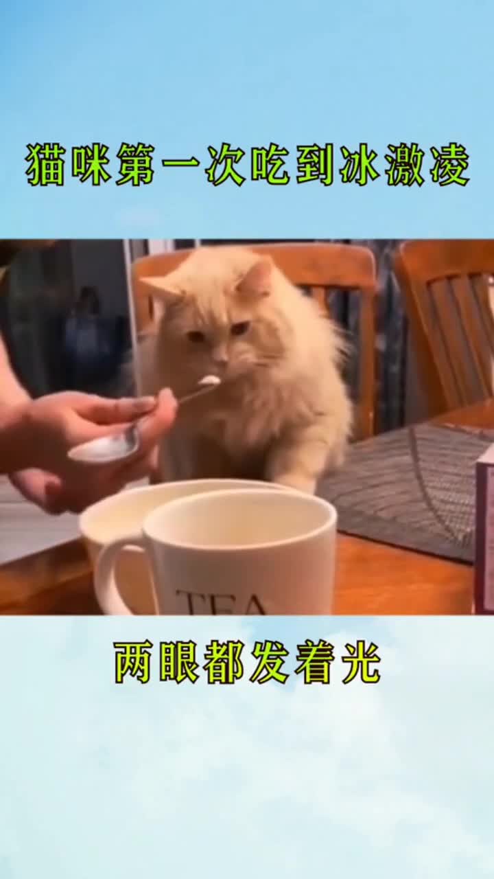 第一次吃到冰激凌的猫咪,这种滋味不可描述