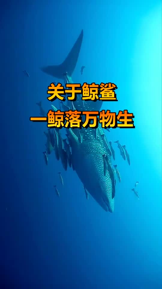 关于鲸鲨一鲸落万物,生当鲸鱼在海洋中,成为别人的食物