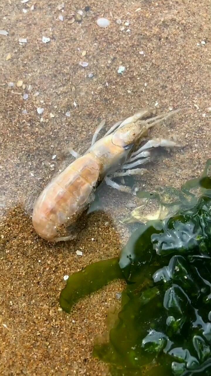 这个就是海里的蜈蚣虾它还是个宝宝要了也没啥用