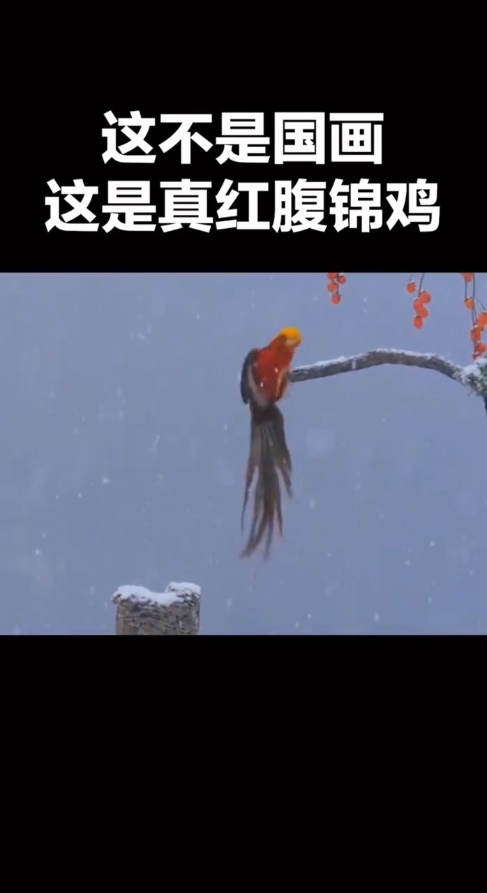 这不是国画这是真红腹锦鸡!仿佛看到了古人的画,每一个画面都太美了!