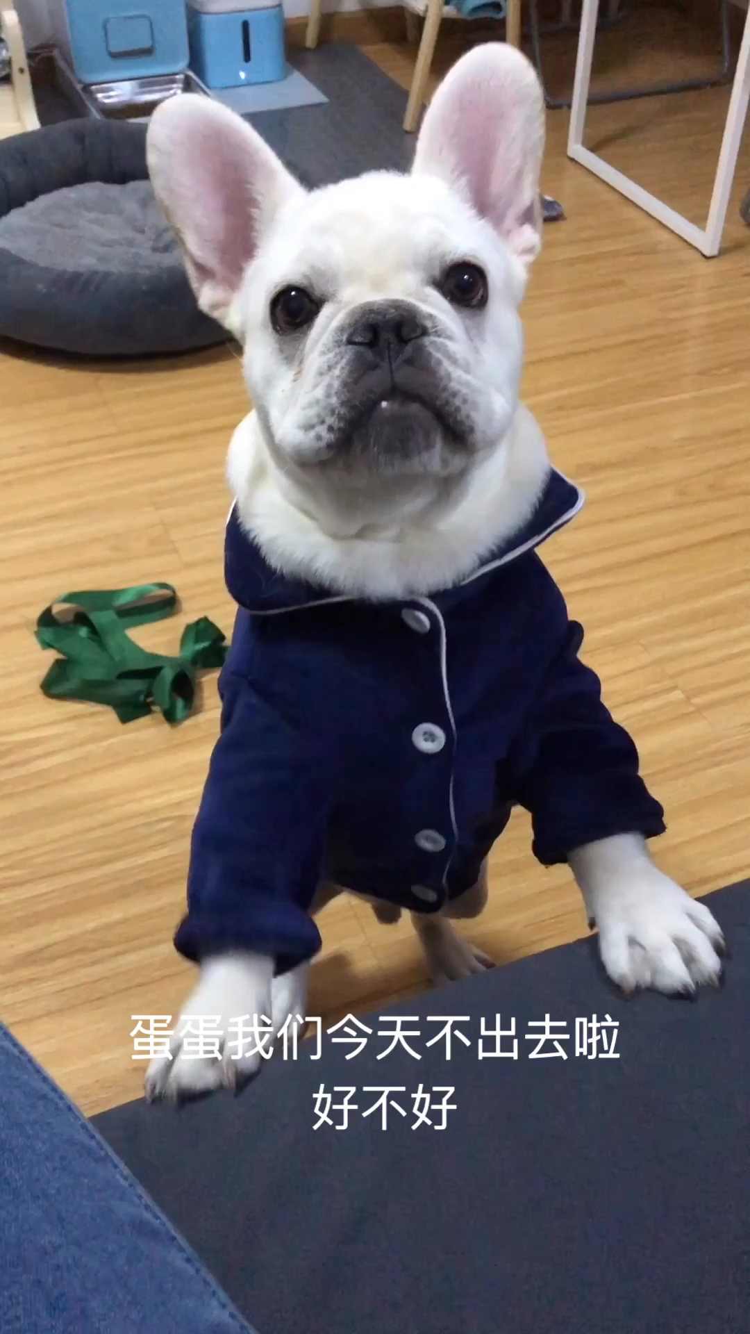 #我家萌宠成精了#不带他出去玩就不开心,小狗精