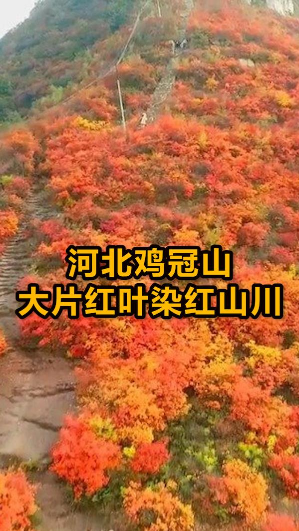 河北鸡冠山现漫山红叶:染红了整片山川