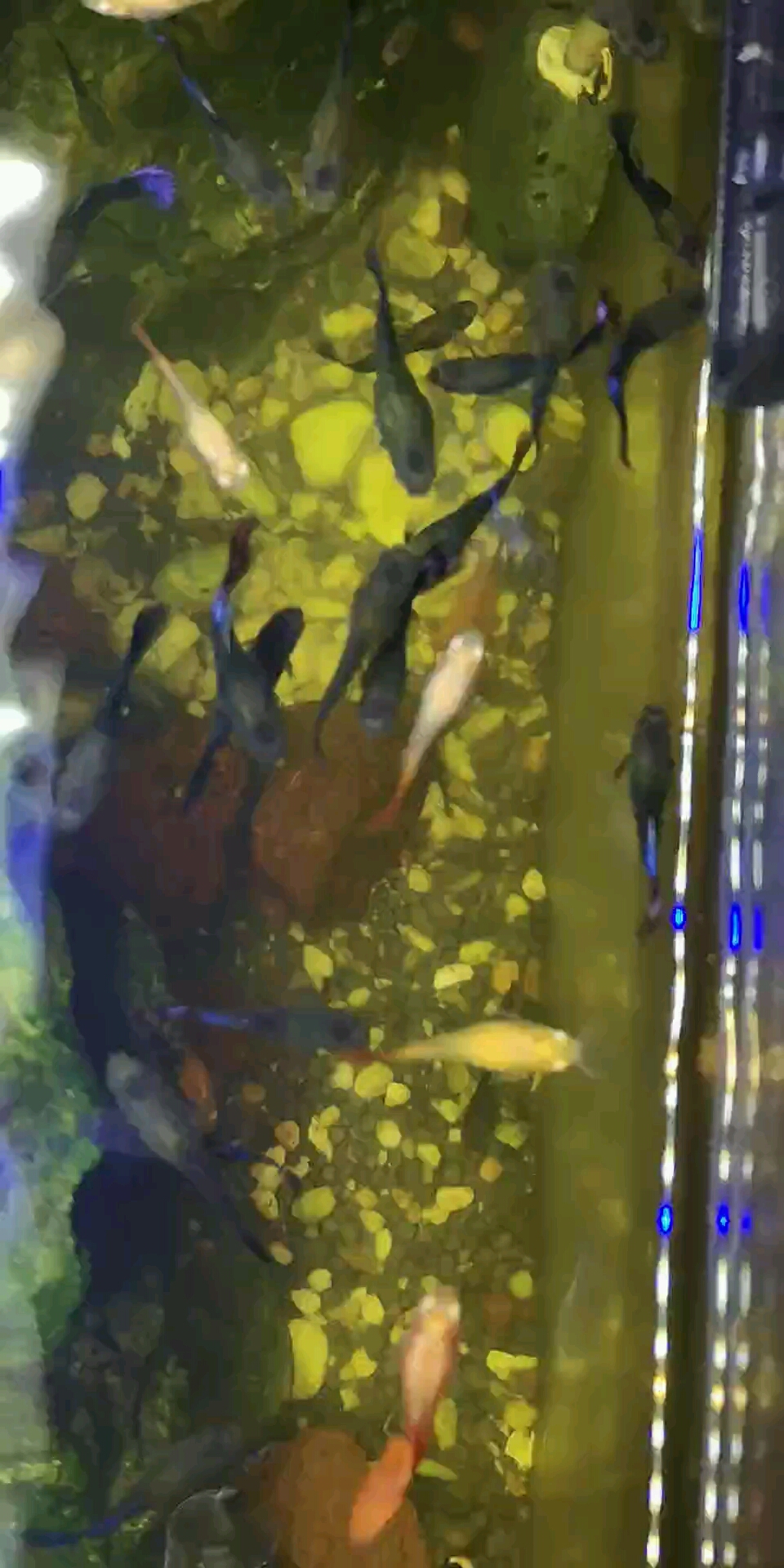 鱼睡觉的样子
