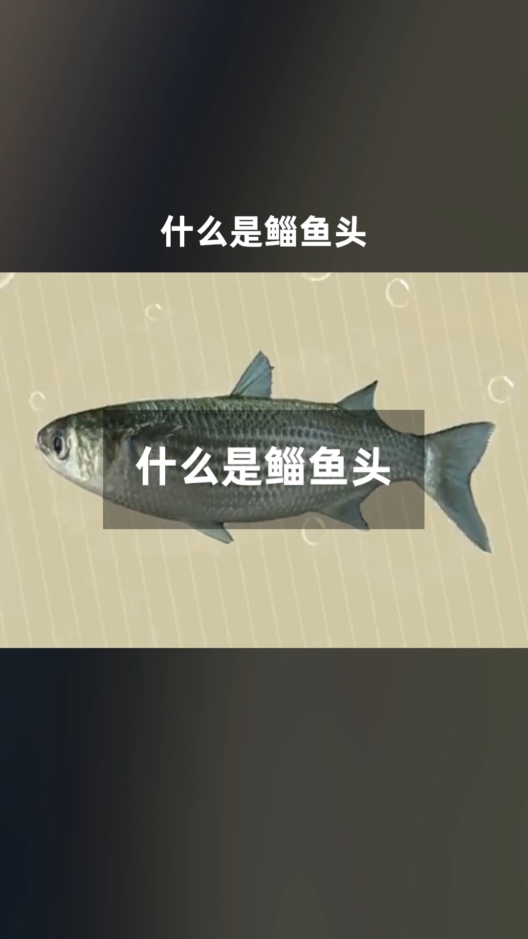 什么是鲻鱼头