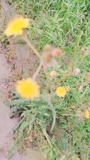 苣荬菜具有清热解毒、凉血利湿、消肿排脓、祛瘀止痛、补虚止咳的功效。对预防和治疗贫
