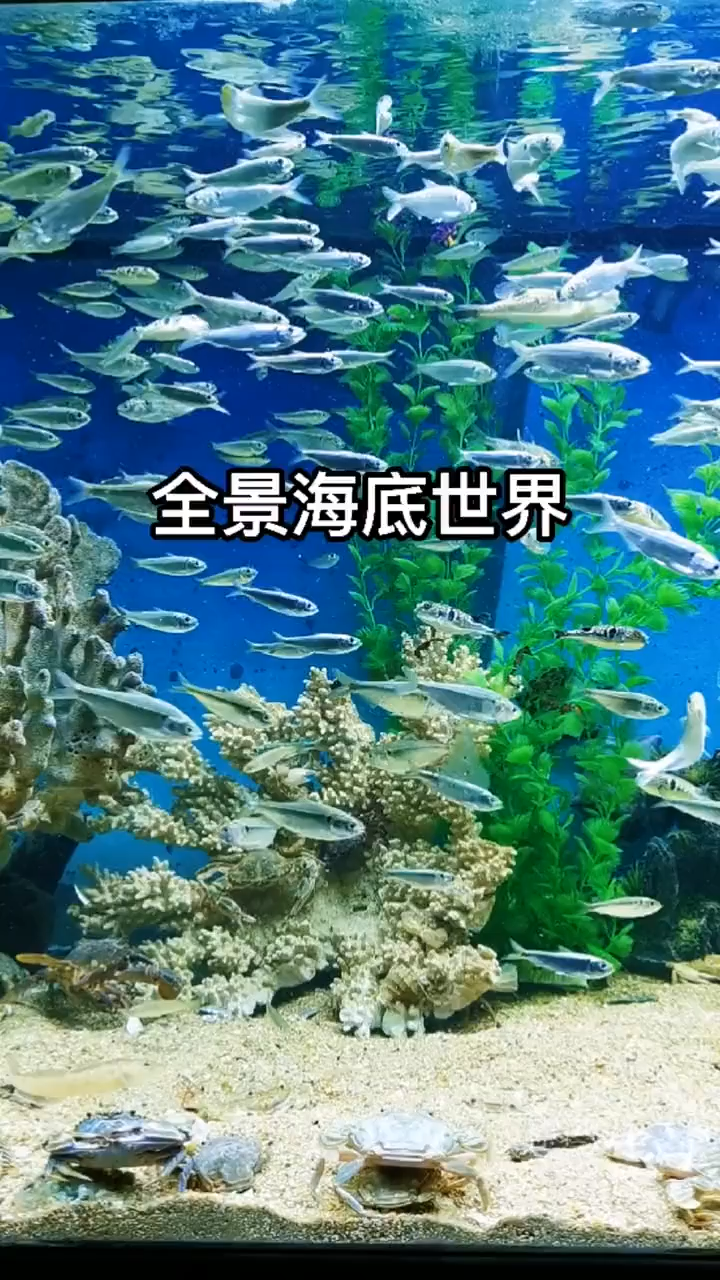 海底世界视频高清鱼类