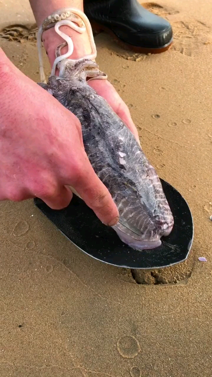 解剖大鱿鱼