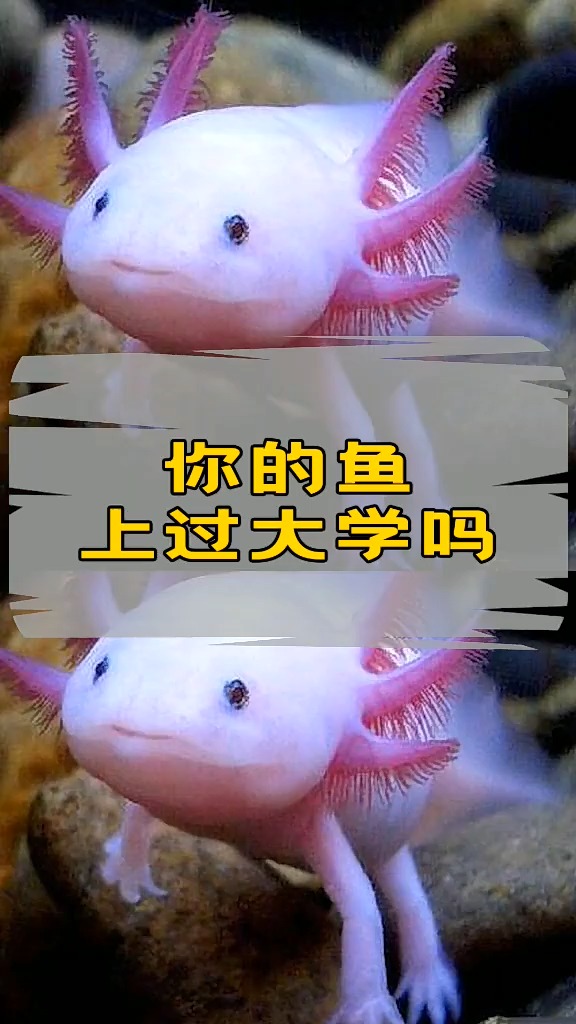 新加坡卖鱼哥王雷,为什么最近这么火?