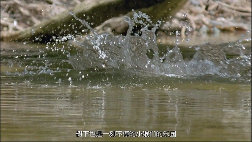 #最美笑容征集#海边红树林的猴子