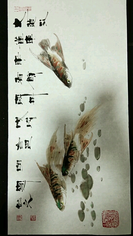 #我要上热门#孔雀鱼