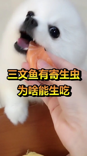 #奇闻趣事#三文鱼为什么可以生吃,不怕有寄生虫吗?看完涨知识了!