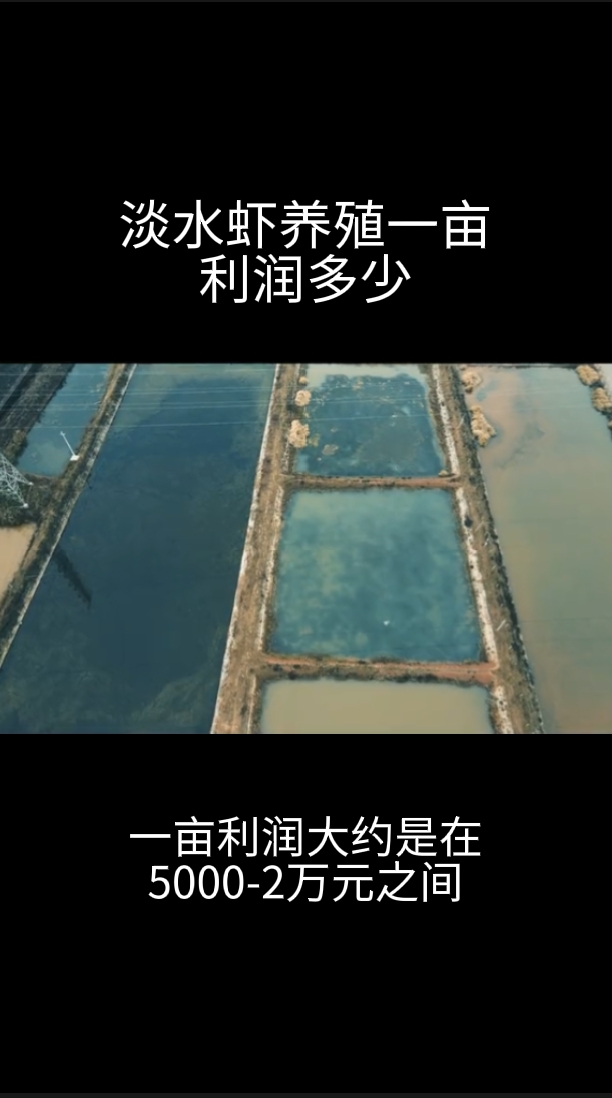 淡水虾养殖一亩利润多少