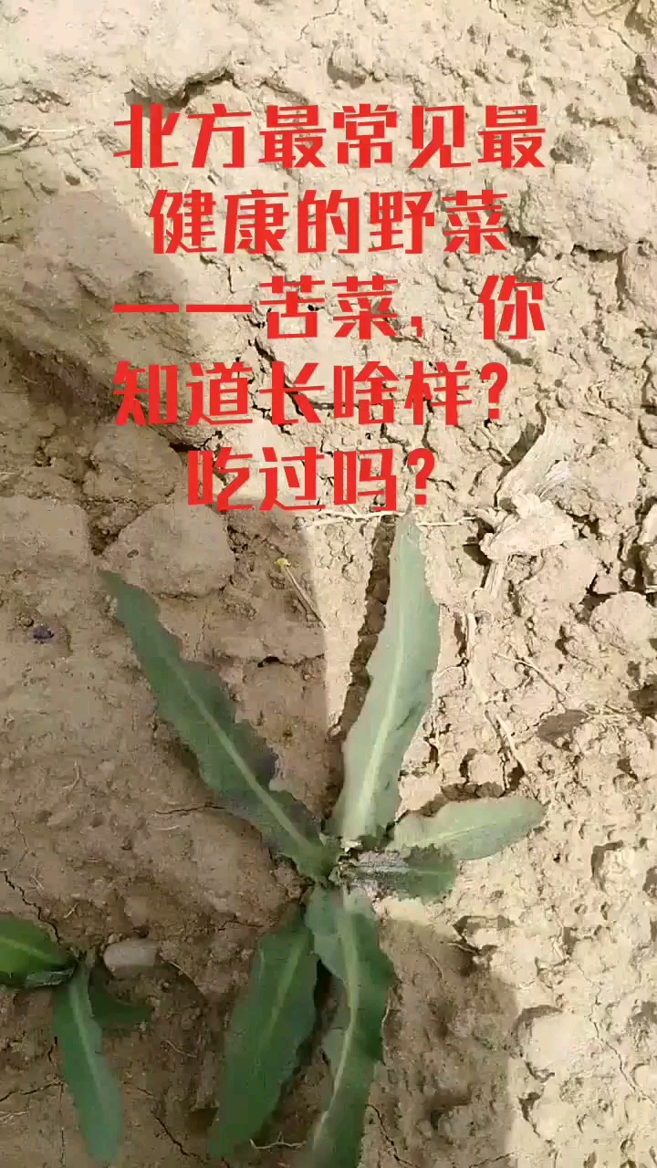 #乡村生活#城市帅哥美女认识吗?