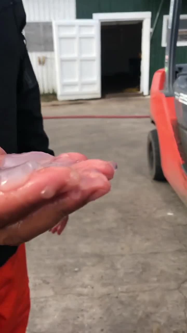你敢生吃蓝鳍金枪鱼的骨髓吗?我也不知道是啥味的