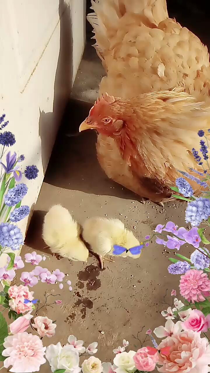 分享视频
