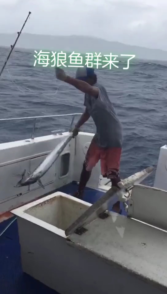 海狼鱼群来了