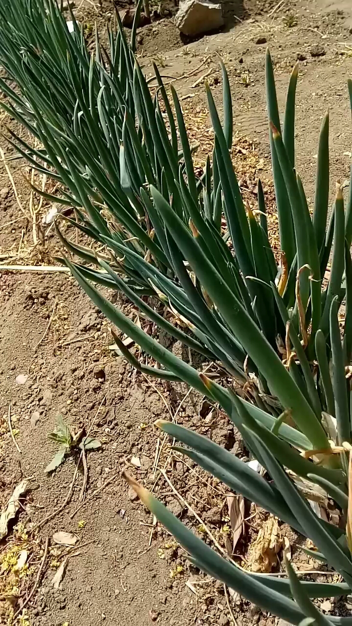 东北最出名的主菜1大白菜2大葱3土豆