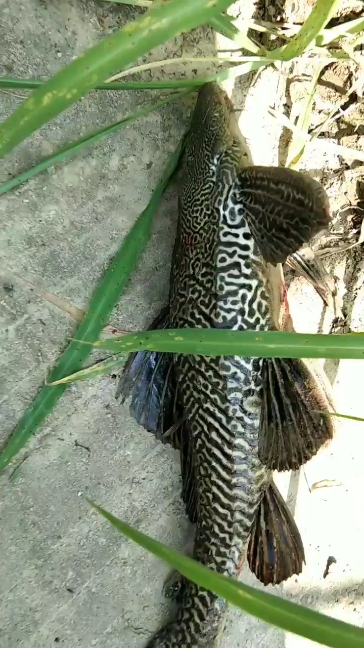 进来看满背纹身的鱼