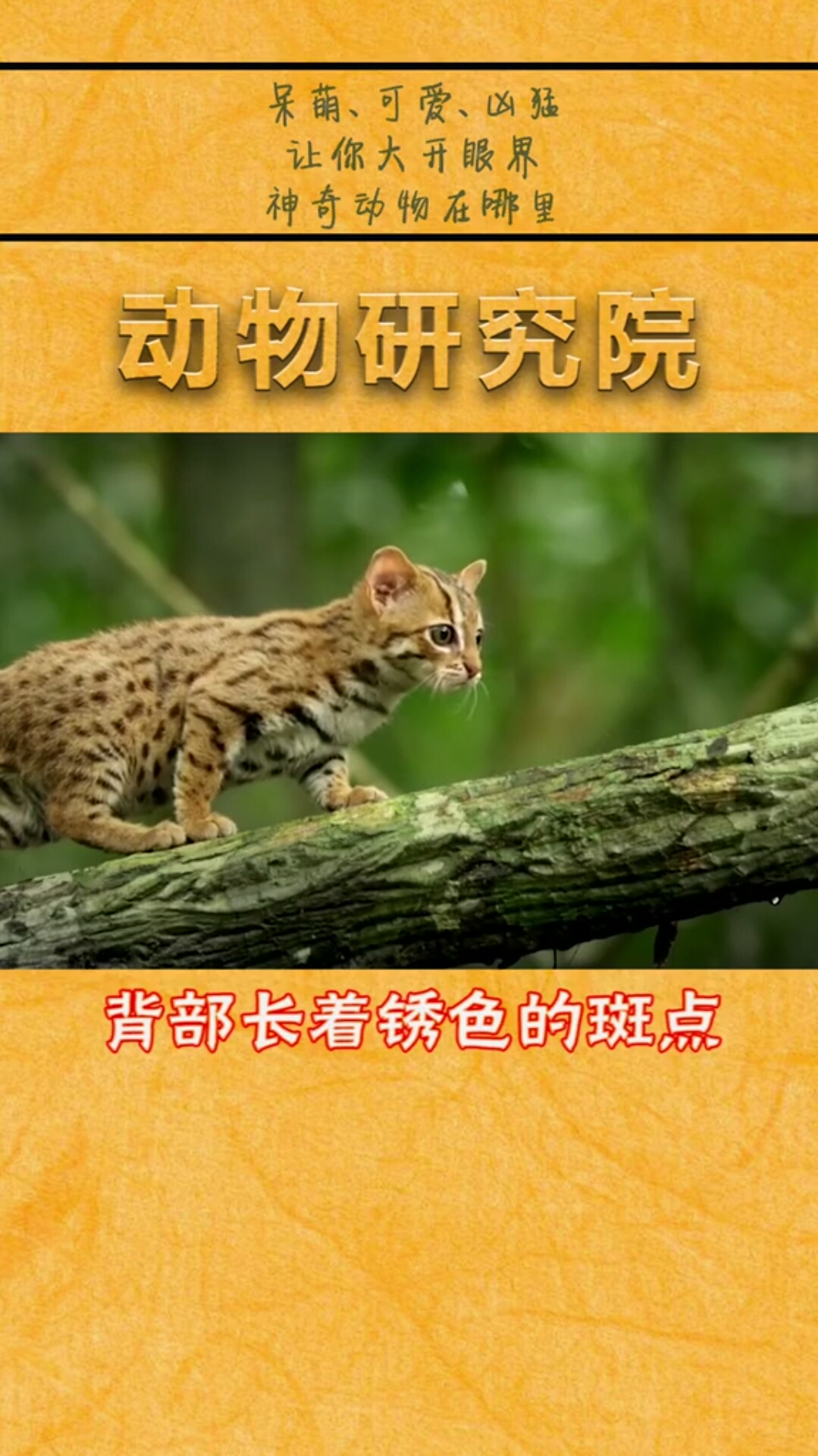 世界上体型最小只的猫,好可爱啊!