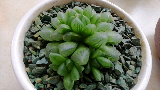 #我要上热门#玉露要开花了