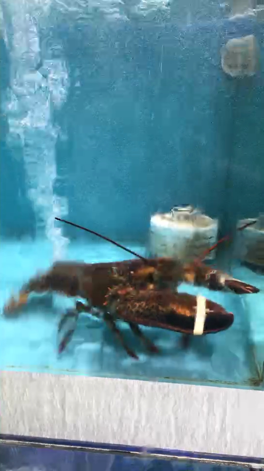 策马奔腾的波士顿龙虾