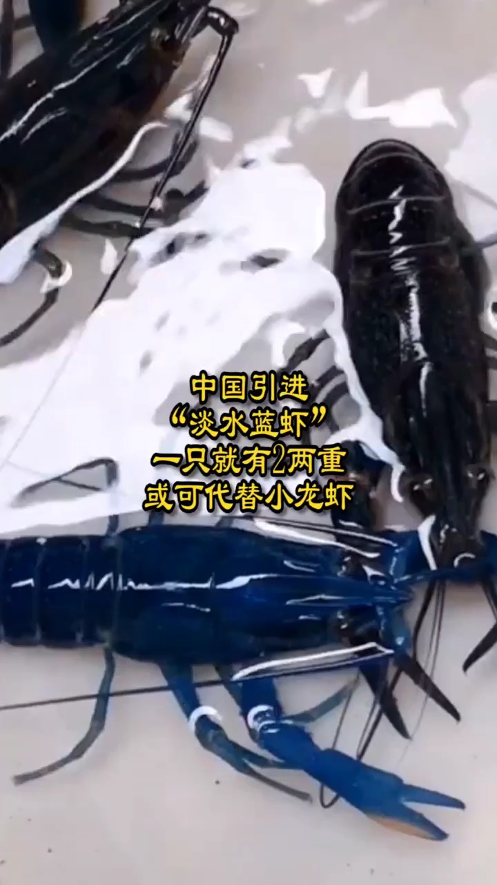 中国引进“淡水蓝虾”,一只就有2两重,或可代替小龙虾