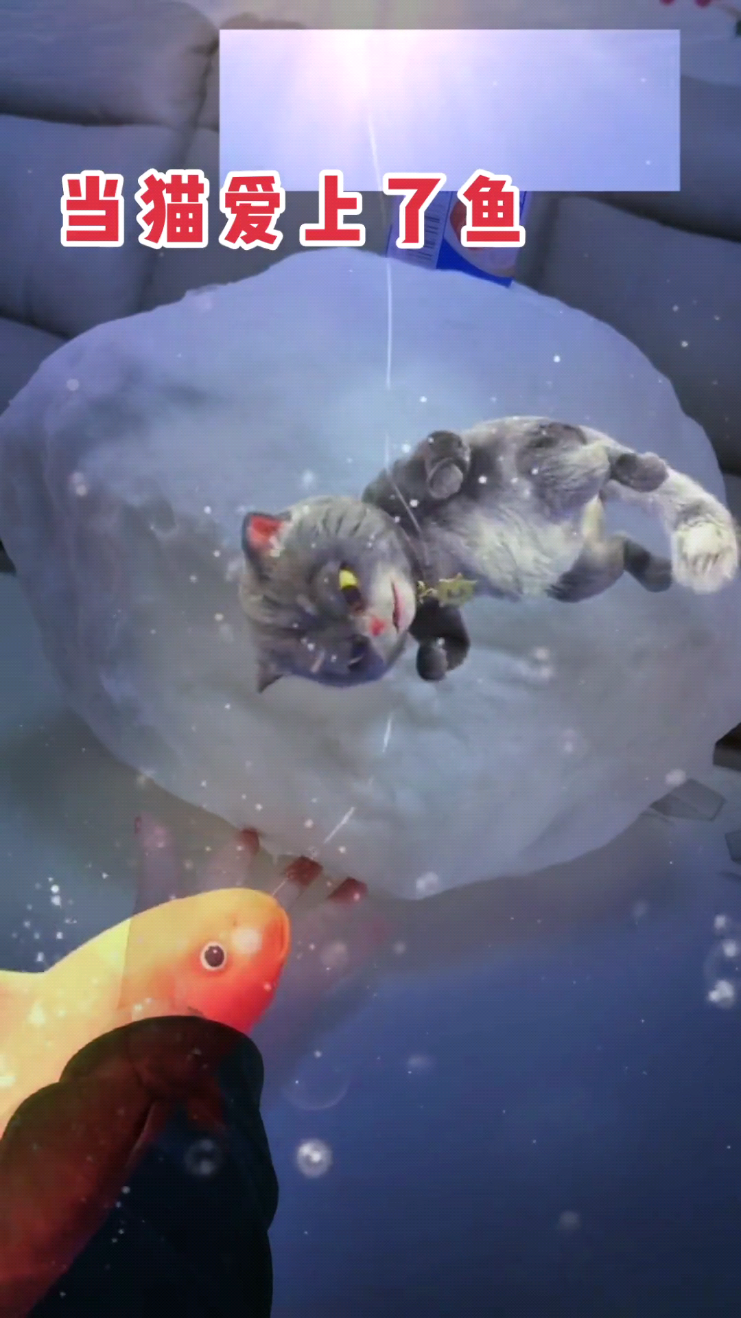 猫爱上鱼的视频  