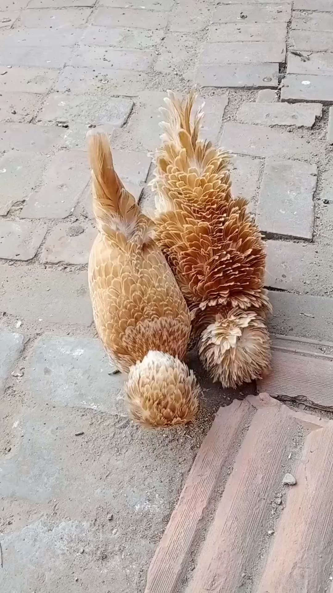 这是什么鸟啊