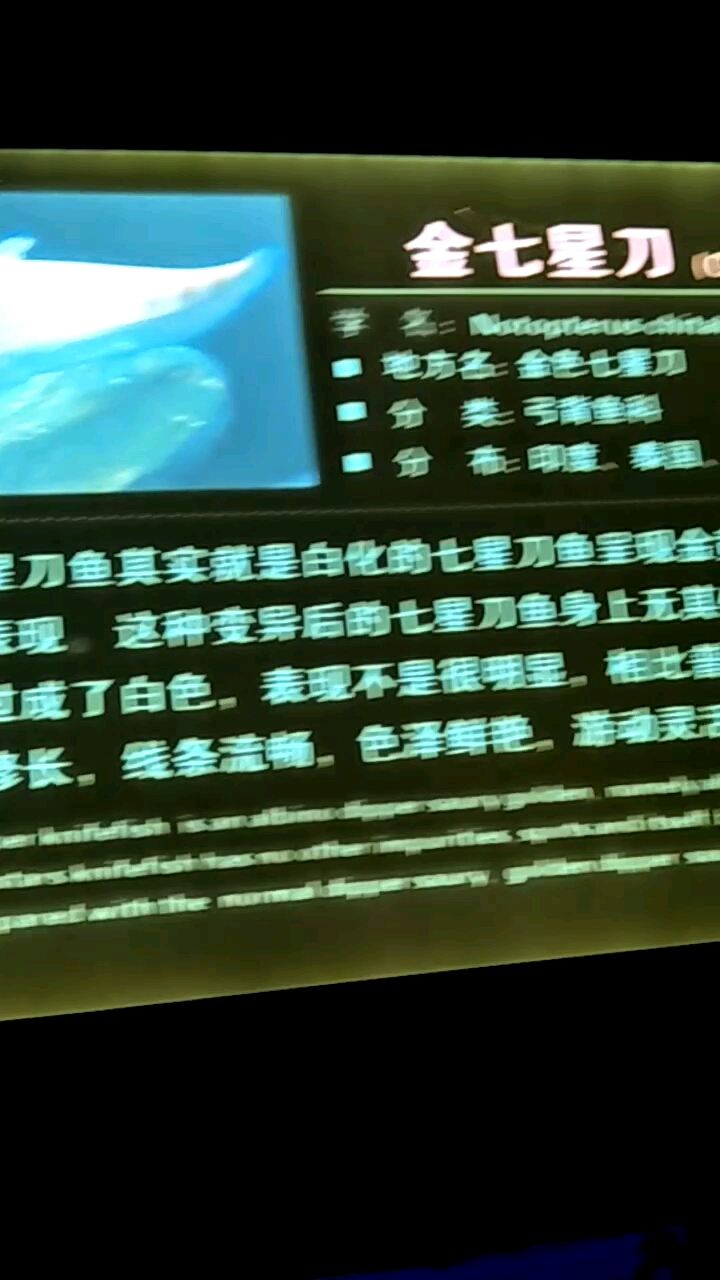 金七星刀。刀鱼莫实是白化的七星刀鱼理