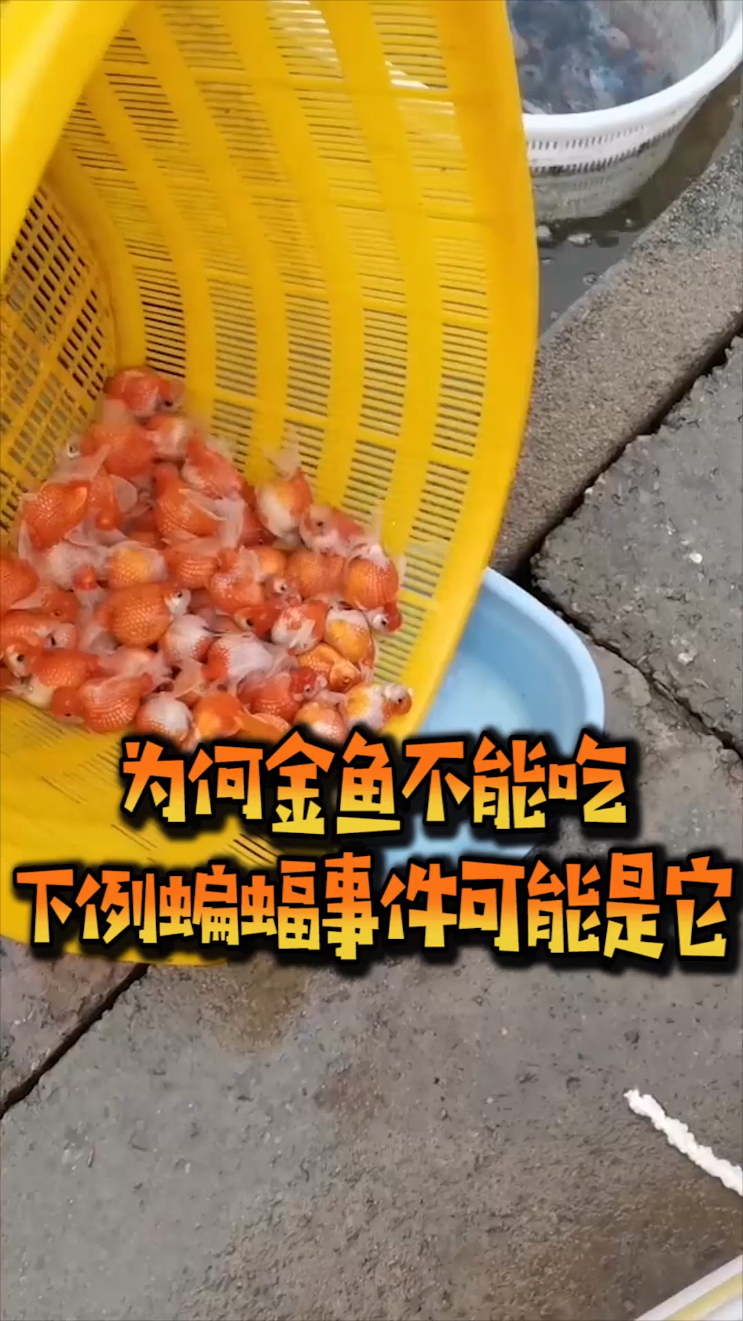 为何金鱼不能吃,下例蝙蝠事件可能是它